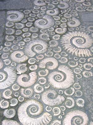Ammonite pavement - Lyme Regis