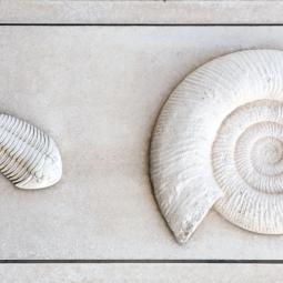 Trilobite and Ammonite - Weymouth