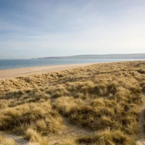 studland grass