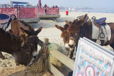 Weymouth Beach donkey rides