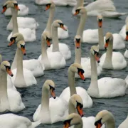 Abbotsbury Swannery