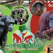 Monkey World - Wareham