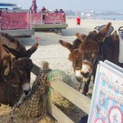 Weymouth Beach donkey rides