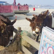 Weymouth Beach donkey rides