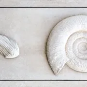 ammonite trilobite