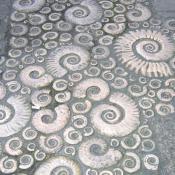 Ammonite Pavement - Lyme Regis